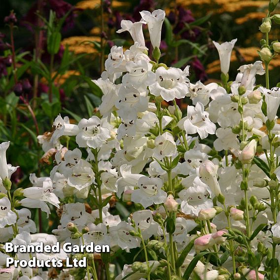 Penstemon 'Snowstorm'