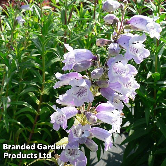 Penstemon 'Sour Grapes'