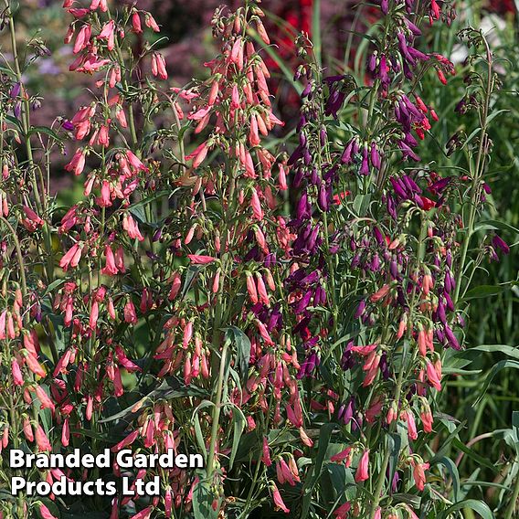 Penstemon barbartus 'Twizzle' | Suttons