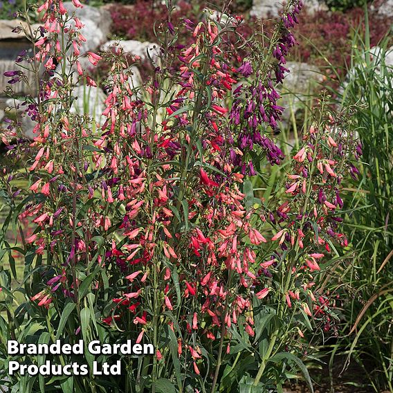 Penstemon barbartus 'Twizzle'