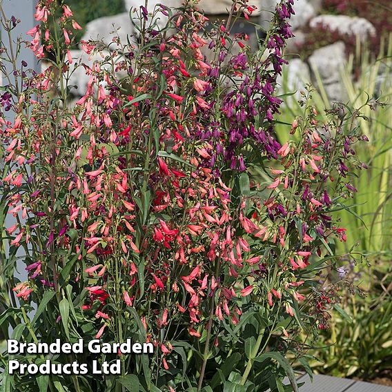 Penstemon barbartus 'Twizzle'