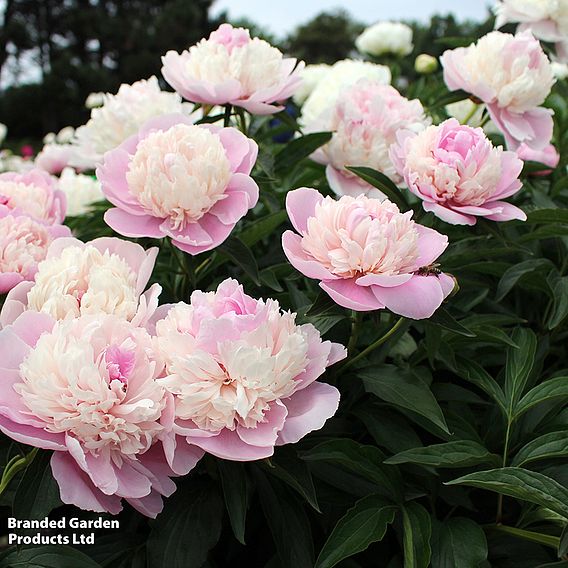 Peony 'Angel Cheeks'