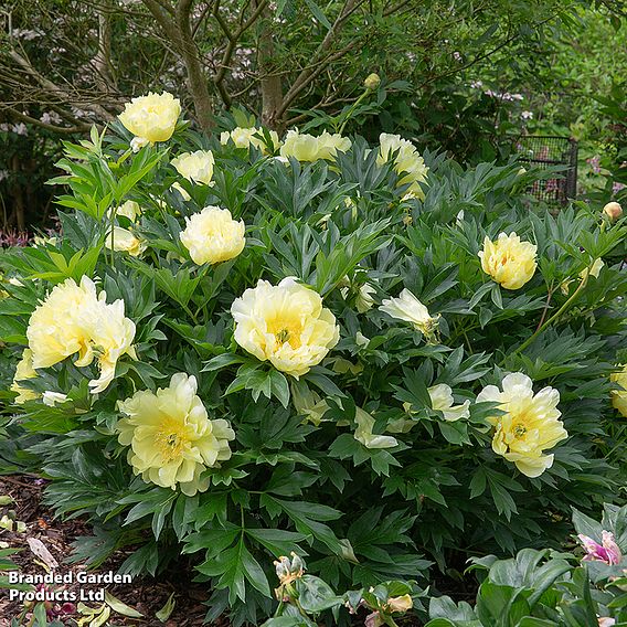 Peony 'Bartzella'