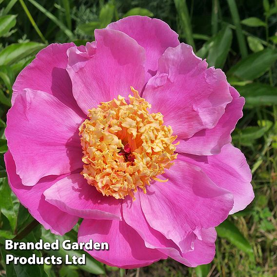 Peony 'Doreen'