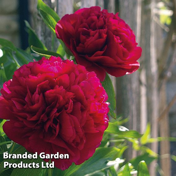 Peony 'Double Red'