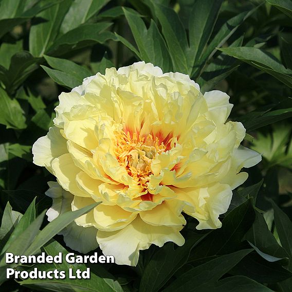 Peony 'Garden Treasure'