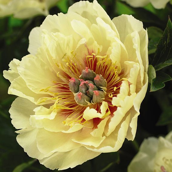 Peony 'Garden Treasure'