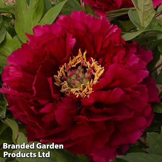 Tree Peony 'Mo Run Jue Lun'