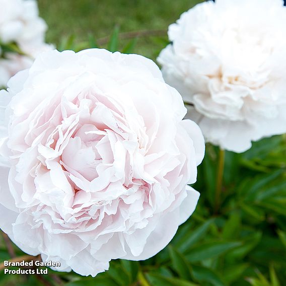 Peony 'Mother's Choice'