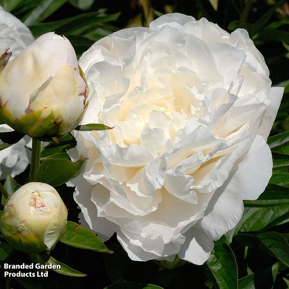 Peony 'Mother's Choice'