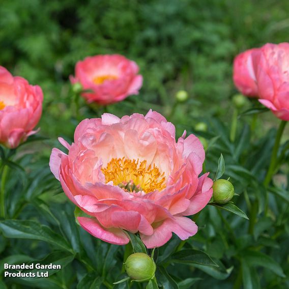 202 Summer Colour Bulb and Bare Root Collection