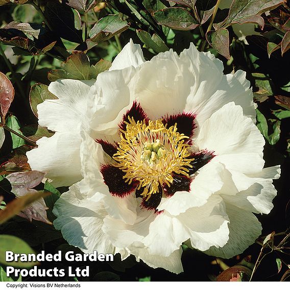 Tree Peony 'Rockii Mixed' - Seeds