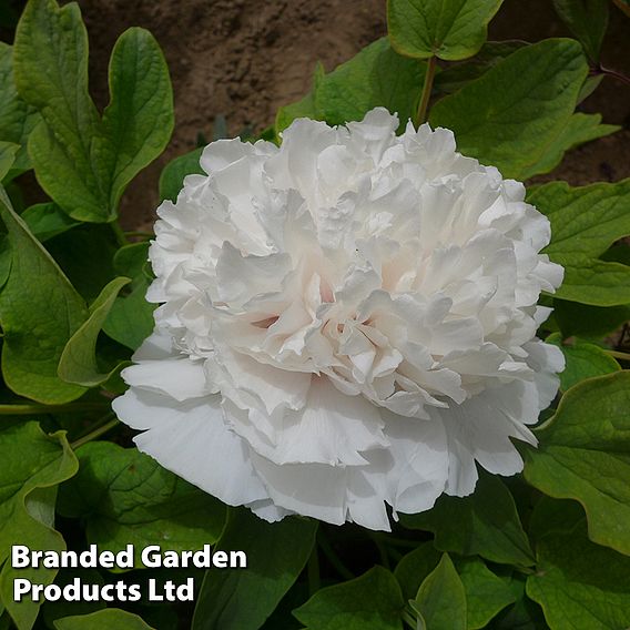 Tree Peony 'Snow Tower'