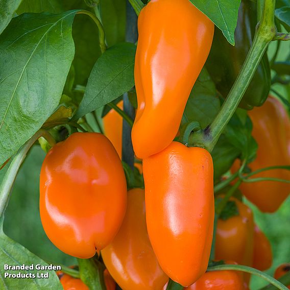 Sweet Pepper 'Hamik' - Seeds