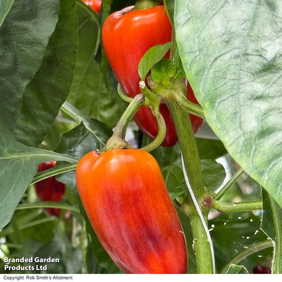 Sweet Pepper 'Lila Purple'