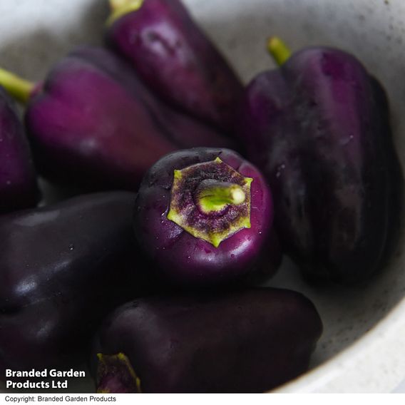 Sweet Pepper 'Lila Purple'