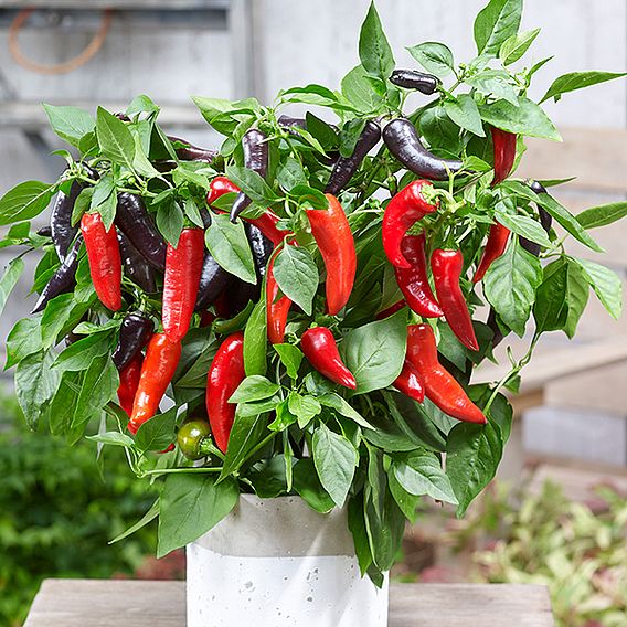 Sweet Pepper 'Mamba Sweet' F1 - Seeds