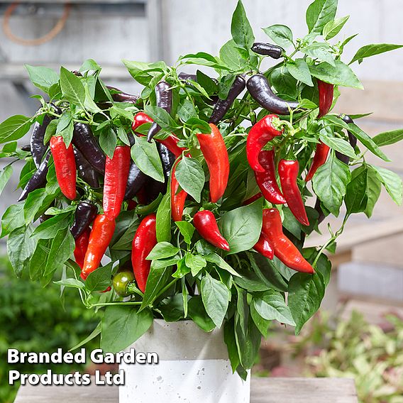 Sweet Pepper 'Mamba Sweet' F1 - Seeds