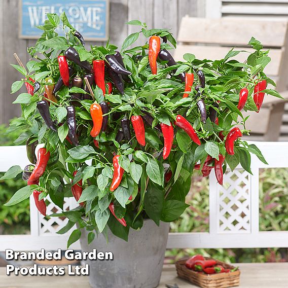 Sweet Pepper 'Mamba Sweet' F1 - Seeds