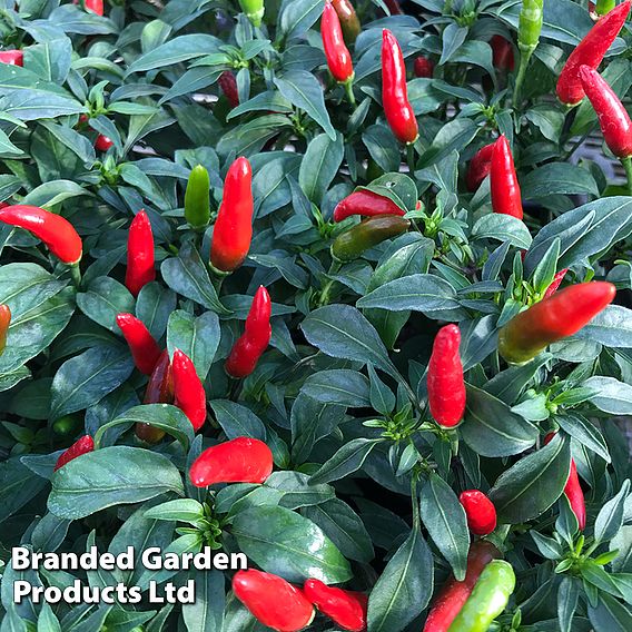 Chilli Pepper 'Quick Fire' F1 - Seeds