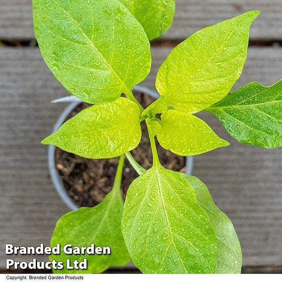 Sweet Pepper 'Lipari' F1 Hybrid (Grafted)