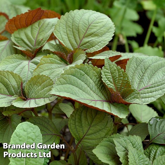 Perilla frutescens Britton - Seeds