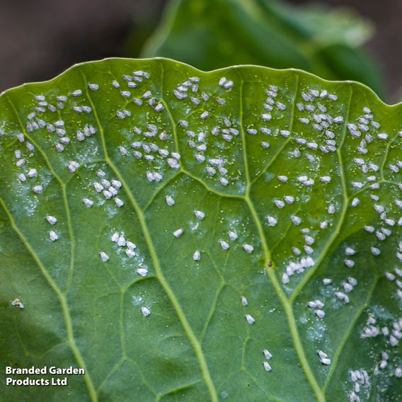 Whitefly Killer Cards