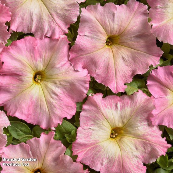 Petunia 'Vintage Pastel Pink'