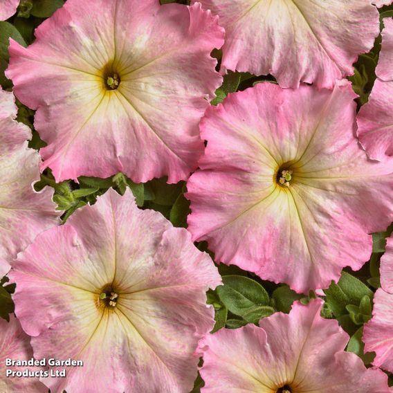 Petunia 'Vintage Pastel Pink'