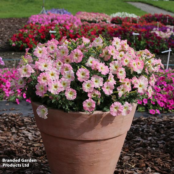 Petunia 'Vintage Pastel Pink'