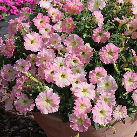 Petunia 'Vintage Pastel Pink'