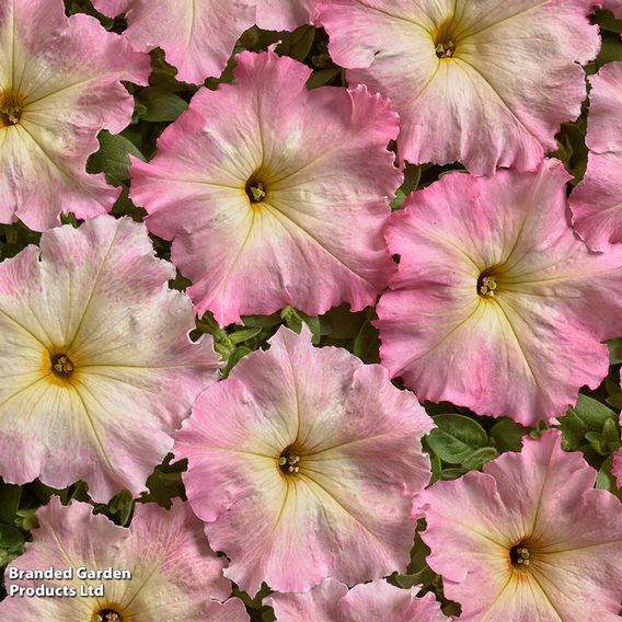 Petunia 'Vintage Pastel Pink'