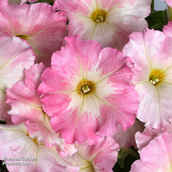 Petunia 'Vintage Pastel Pink'