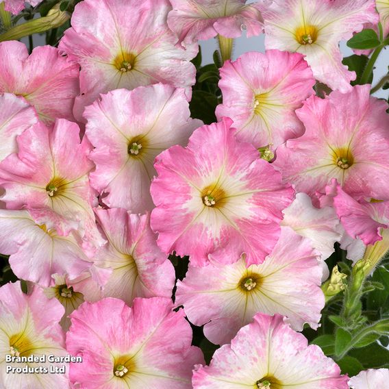 Petunia 'Vintage Pastel Pink'