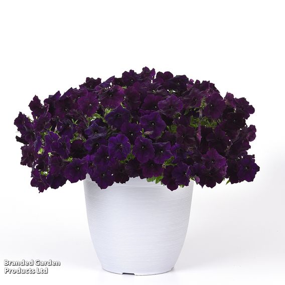 Petunia 'Easy Wave Navy Velour'