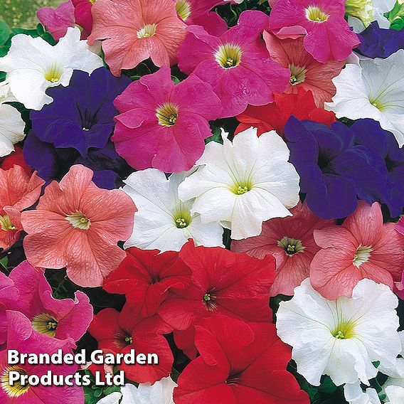 Petunia 'Express Mixed'