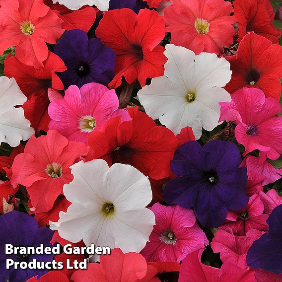 Petunia 'Express Mixed'