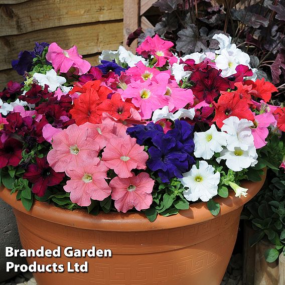 Petunia 'Express Mixed'