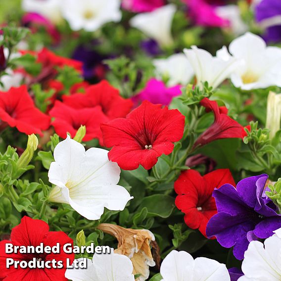 Petunia 'Express Mixed'