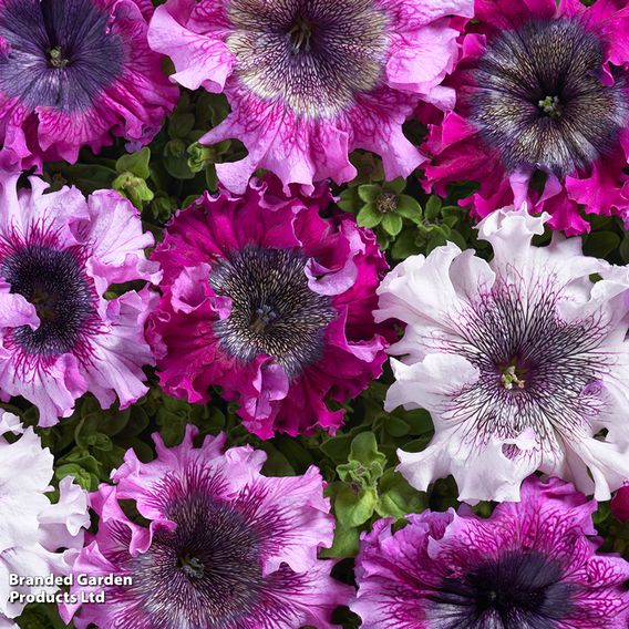 Petunia 'Superbissima Triumph Mix'