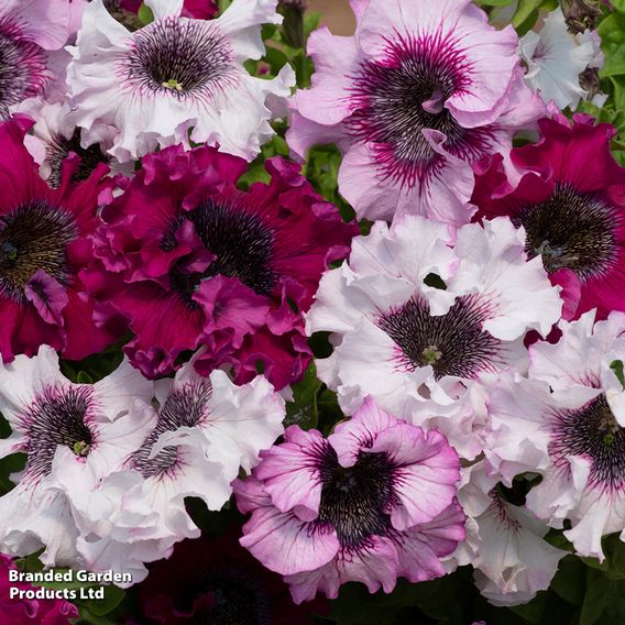 Petunia 'Superbissima Triumph Mix'