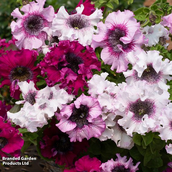 Petunia 'Superbissima Triumph Mix'