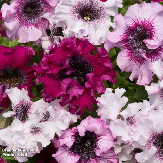 Petunia 'Superbissima Triumph Mix'