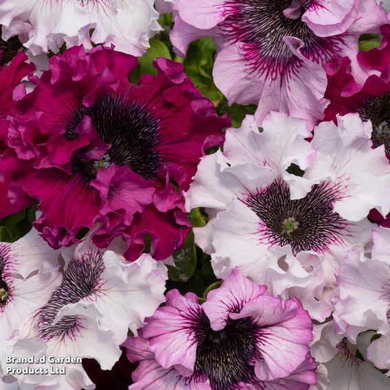 Petunia 'Superbissima Triumph Mix'