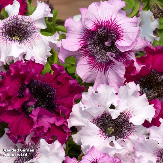 Petunia 'Superbissima Triumph Mix'