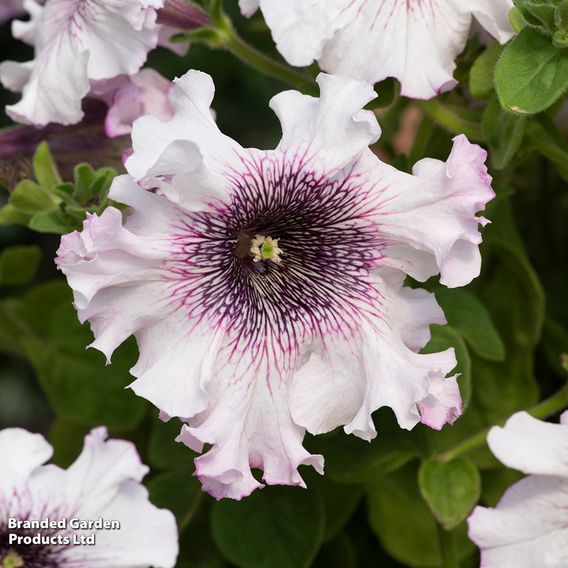 Petunia 'Superbissima Triumph Mix'