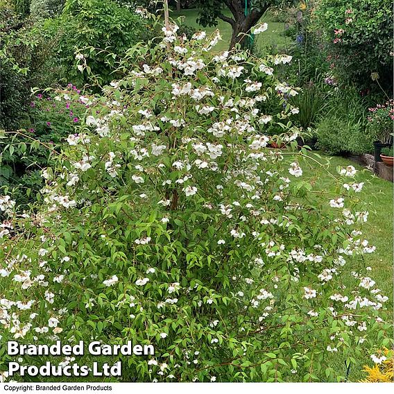 Philadelphus 'Fragrant Falls'