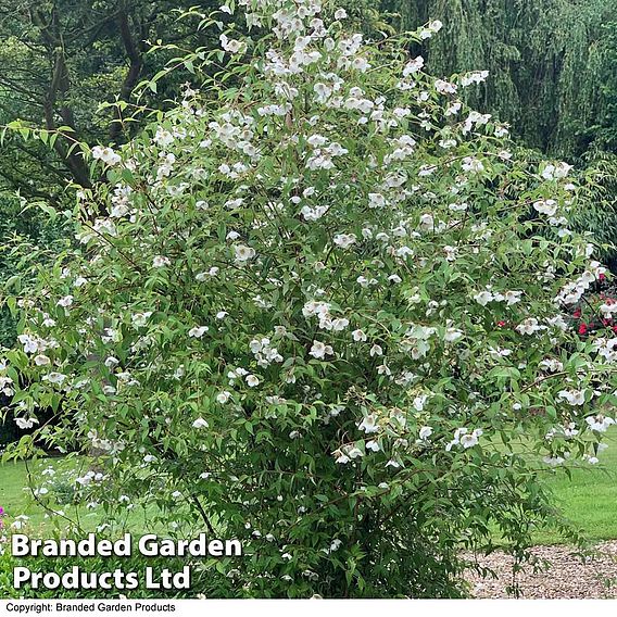 Philadelphus 'Fragrant Falls'