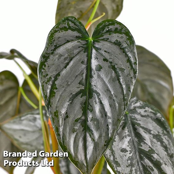 Philodendron brandtianum 'Brandi'