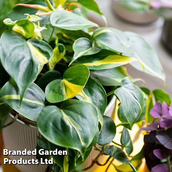 Philodendron scandens Brasil